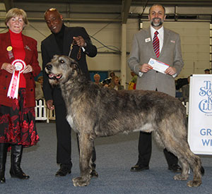 Mr C & Mrs J Amoo Ch Bokra Anarchy To Sade with group judge Mrs M E Bryce-Smith & Mr A Bongiovanni (Royal Canin) 
