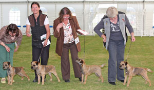 Terrier breeder group