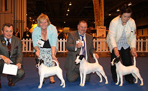 Brookes - Fox Terrier Smooth with breeder group judge Mr D Shields