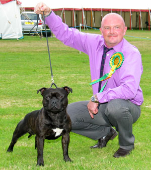 crossguns staffordshire bull terriers
