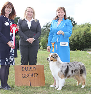 Miss F Miller & Mr M Haslam Allmark Glamour N'glitz At Meitza with puppy group judge Mrs D Stewart-Ritchie & L Carter (Royal Canin) 