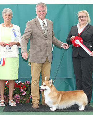 Mr K Dover & Mr l Saether Ch Pemcader Thunderball (Nbt) with group judge Miss A Ingram & L Carter (Royal Canin)