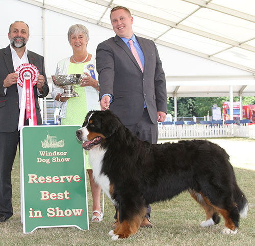 Mrs C Hartley-Mair & Mr G Dybdall Ch Meadowpark High Class with BIS judge Miss A Ingram & Mr A Bongiovanni (Royal Canin) 