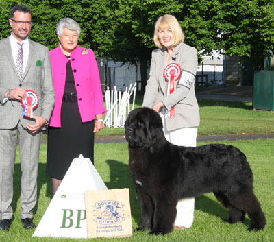 Mrs A P Springthorpe New Angels My Guy At Millthorpe (Imp Bel) with BIS Judge Mr M Cocozza & Dame J Trotter DBE 