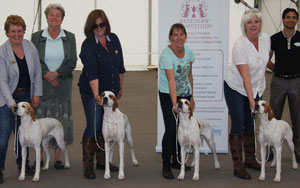 O'Neil - Pointers with breeder group judge Mrs C E Cartledge