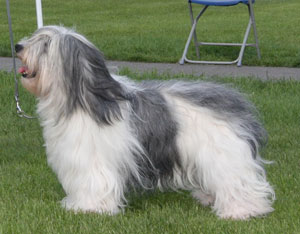 Miss L Mottram Ch Mybeards Wish