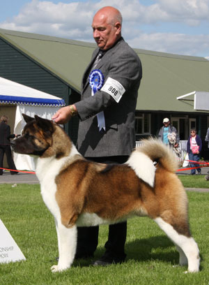 Mrs J Killilea & Mrs A Clure Ch Redwitch Will I Am