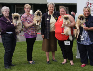 McDonald - Tibetan Spaniel with breeder group judge Mrs C E Cartledge