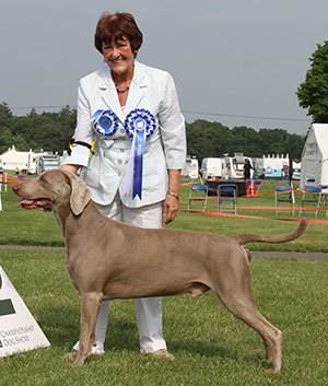 Mrs K A Whitehead Sh Ch Gunalt De Ice At Stridview