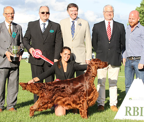 Mr B A Crocker & Miss A C Siddle Sh Ch Copper's War Of Roses with BIS judge Mr K Baldwin, Mr D Coode (Chairman) & Mr C Bexon (Gundog Group Judge) 