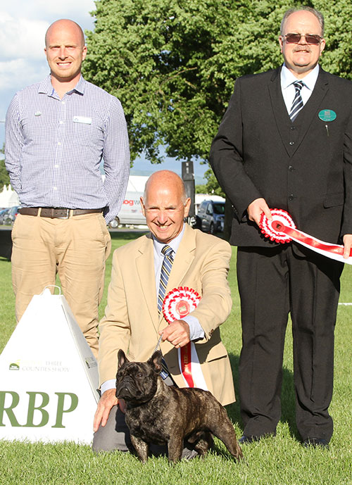 Mr B Clubley & Mr D Friend Frabull's Prince Oberyn At Kingfriend with BPIS judge Mr K Baldwin & Mr K Cadmore (Dorwest Herbs)