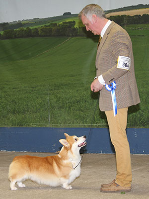 Mr K Dover & Mr L Saether Ch Pemcader Thunderball (Nbt) 