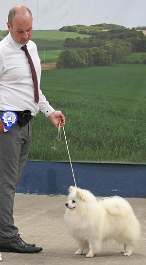 Mr G Pearce & Mr D Francis Ch Longsdale's Willie Win JW