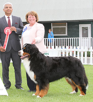 Mrs C Hartley-Mai & Mr G Dybdall Ch Meadowpark High Class with group judge Mr T Nagrecha 