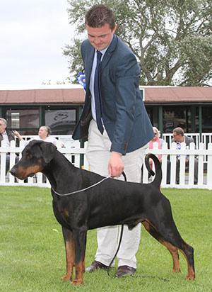 Mrs J & Miss V Ingram Ch & Ir Ch Jojavik Midnight Express JW Sh.CM