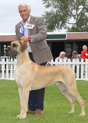Mr & Mrs L Webb & Mr L Morgan-Evans Ch Vanmore Stop And Stare At Castleon