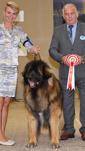 Mrs A Mikhaleva Multi Ch Amicus Leo Vom Zarendorf with group judge Mr R C Kinsey 