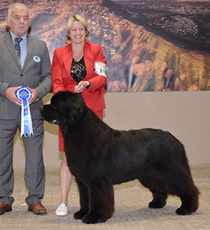 Ms S Blake, Mrs B Beck & Mrs K Moore Am Ch UK Ch Mainland Anchorbay Now I Know My Abc's with group judge Mr R C Kinsey 