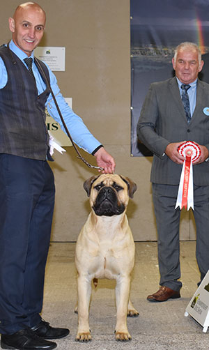 Mrs P J Myers & Miss D Morgan Optimus Danzy Jones (ai) with puppy group judge Mr R C Kinsey 