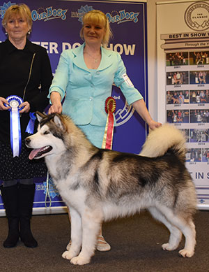 Mr & Mrs P & M Page Snow Legend Believe In You Cedarcreek JW (Imp Rus) with group judge Mrs S Pollock-Yule