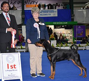 Mrs A J Everley & Mr N D Hughes Manzart Wise Guy with puppy group judge Mr M Cocozza 