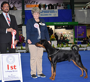 Mrs A J Everley & Mr N D Hughes Manzart Wise Guy with puppy group judge Mr M Cocozza