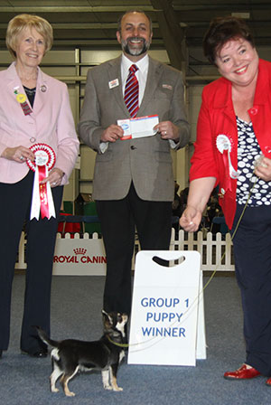 Mr & Mrs K & S Hornby Solsplash Sargent Major At Bramerita with puppy group judge Mrs E A Macdonald & Mr A Bongiovanni (Royal Canin)