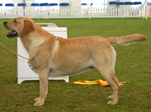 Gundog Group 3rd