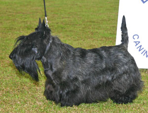 Terrier Group 2nd