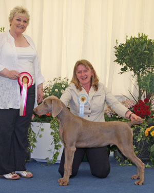 Gundog Best Puppy