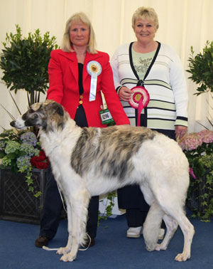 Hound Best Puppy