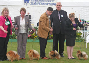 Toy Breeder Group