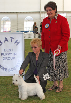 Gundog best puppy