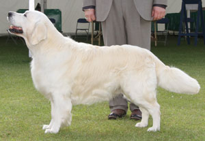 Ms S Stevens & Mr M Hadden Sh Ch Ir Ch Gunhills January Master JW Sh CM