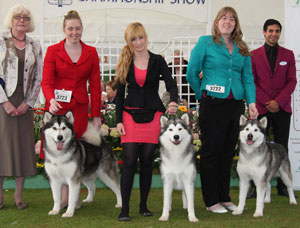 Wheeler - Alaskan Malamute with group judge Mrs K S Wilberg