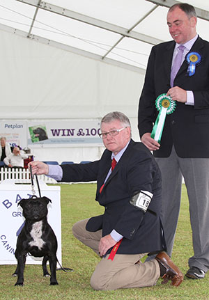 Messrs J & C Scanlan Bultery Magic Potion at Pantycelyn with group judge Mr R Allen