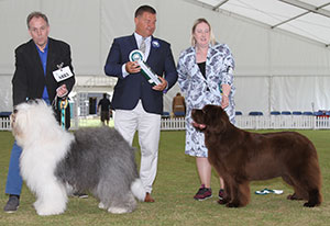 Best & Reserve Veteran on the day with veteran group judge Mr P Harding 