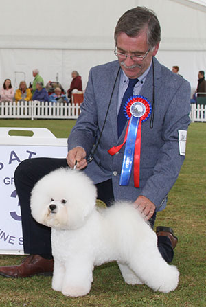 Mr Belstad & Havelin Regina Bichon Talk Show TAF