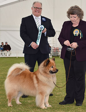 Mr C J & Mrs E S Reynolds Albionspitz with best veteran on the day judge Mr R Morris