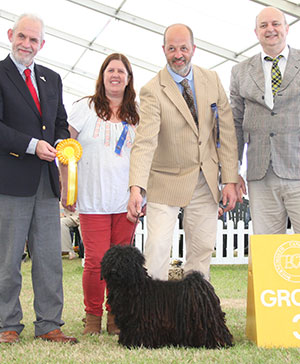 Mr & Mrs D & S Szczepanski & Mr I Cowther Catsun Cinnabar At Tremodeus with group judge Mr C Hastings