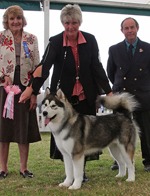 Mr & Mrs A L Mogg Skidooshooz Spot Lites On Me with puppy group judge Mr V Phillips & Mr L Hunt (Committee)