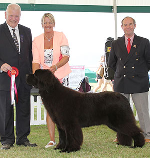 Mrs S Blake Sandbears Mr America with puppy group judge Mr R Searle & Mr L Hunt (Committee)