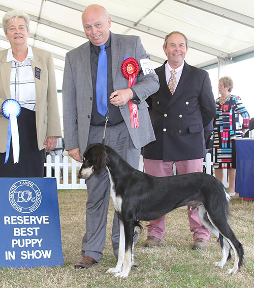 Mr & Mrs A Ham Aus Ch Crisnick Houdini (Imp) TAF NAF with BPIS judge Mrs C E Cartledge & Mr L Hunt (Committee)