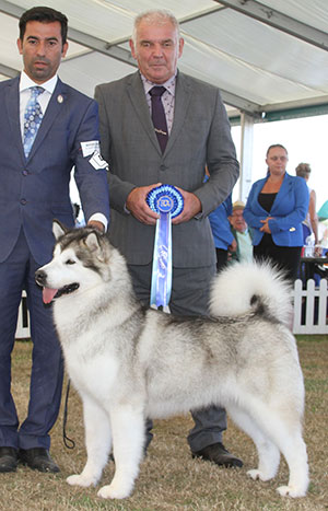 Ms S Ellis Ch Chayo Blue Diamond (ai) with group judge Mr R C Kinsey