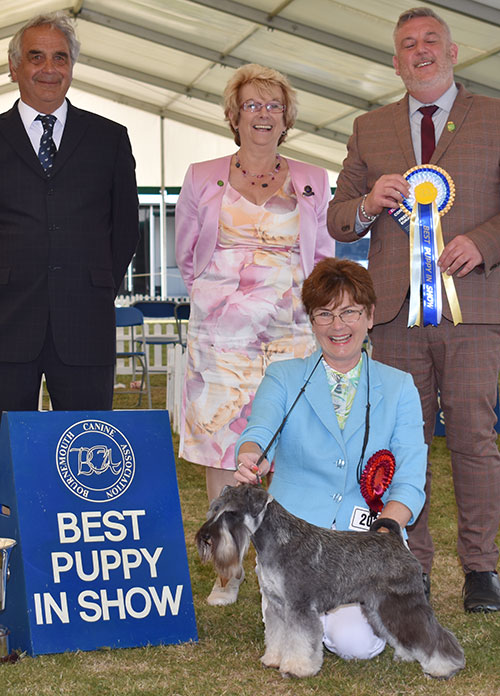 Mrs E J Longdin Wellingley Won Night Stand with BPIS judge Mr L Cox, Mrs S Duffin (Secretary) & Mr J Courtney (Show Manager) 