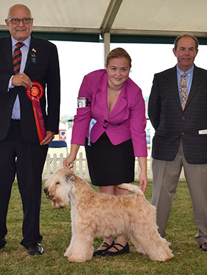 Mrs C & Mr C Satherley & Miss D Witheyman Silkcroft Born This Way with puppy group judge & Mr L Hunt (Committee)