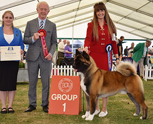 Ms C & Mrs F Bevis, Mrs R Corr & Mr K Venezia Ch Am Ch Stecal's Remember My Name with group judge Mr T Johnston & Miss B Rowe (Group Steward)