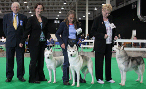 Manley - Siberian Husky with judge Mr J Watson