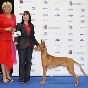 Mr G & Mrs C Dawson Kurriera Orlando at Lyncris with puppy group judge Mrs P Hollings 