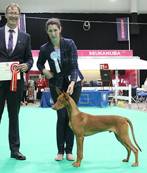 Mrs R Collins & Miss M S Dunhill-Hall Fantasa Dallas Maverick with puppy group judge Mr M J Gadsby 